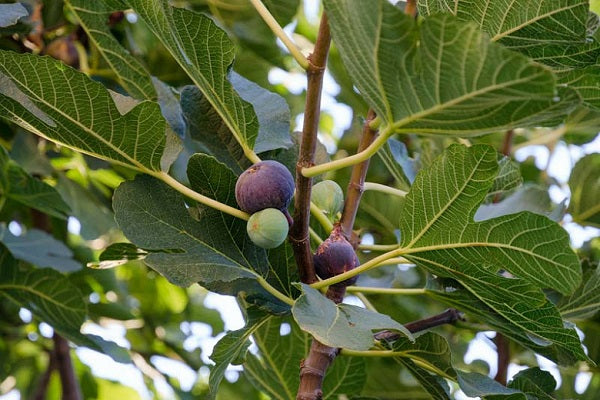 Hardy Chicago Fig