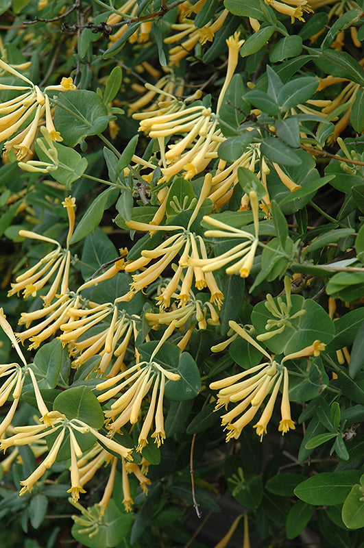 Honeysuckle,  'John Clayton'