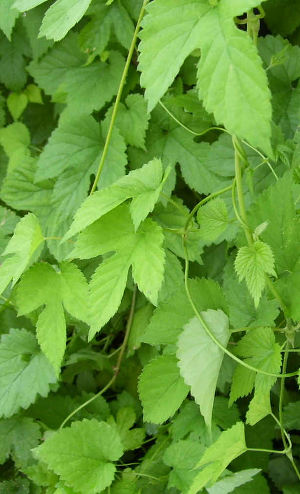 Hops Vine