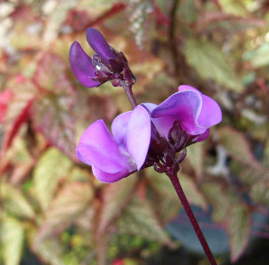 Hyacinth Bean, Ruby Moon