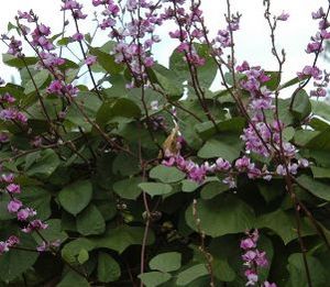 Hyacinth Bean, Ruby Moon