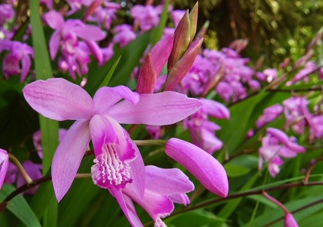 Hyacinth Orchid