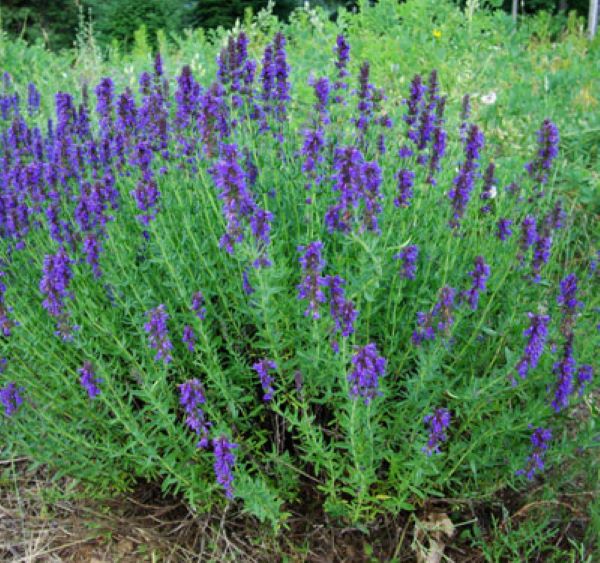 Hyssop