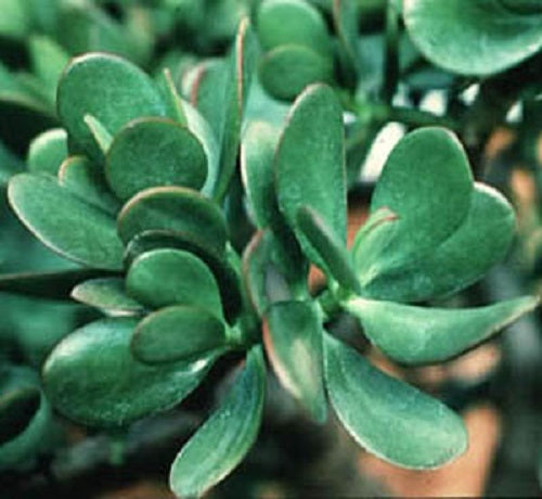 Jade Plant