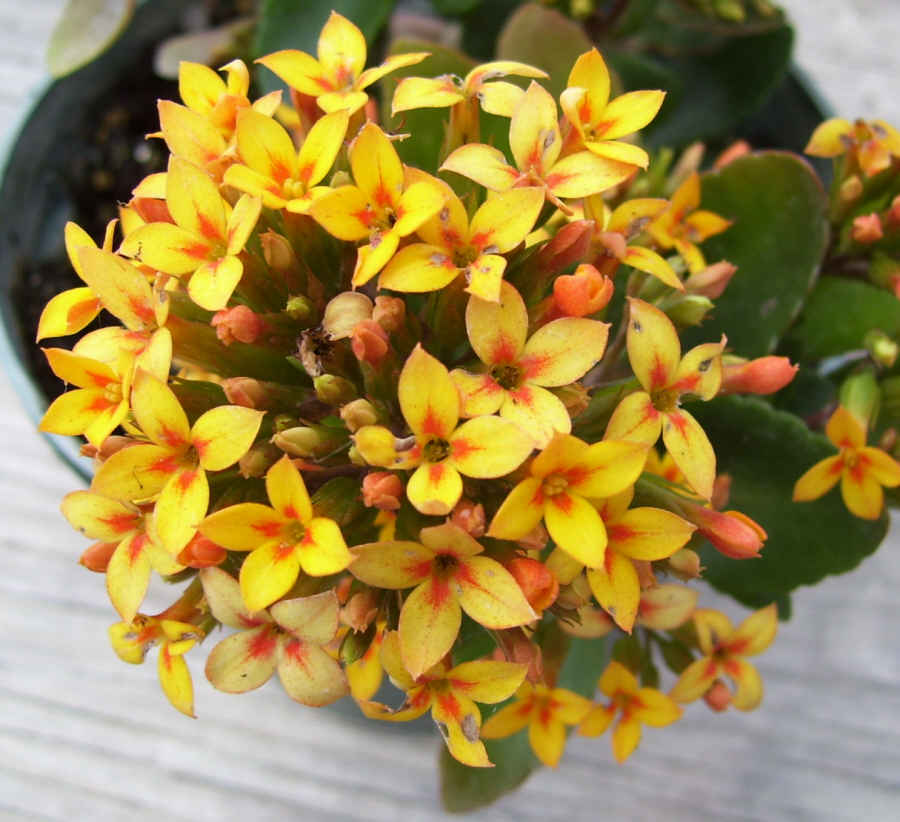 Kalanchoe