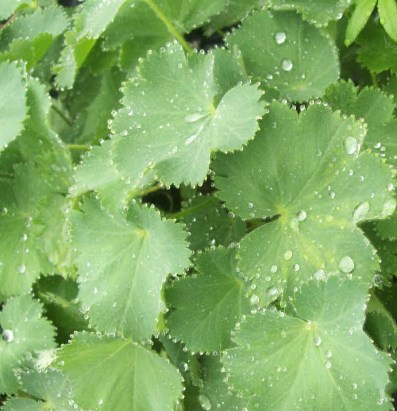 Lady's Mantle