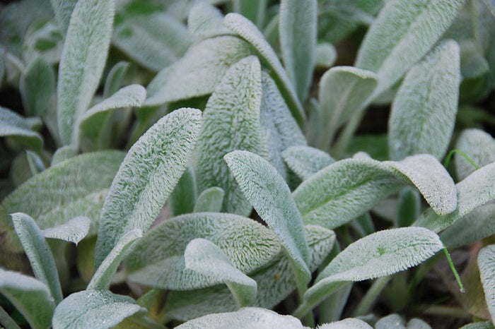 Lamb's Ear