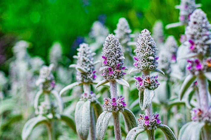 Lamb's Ear