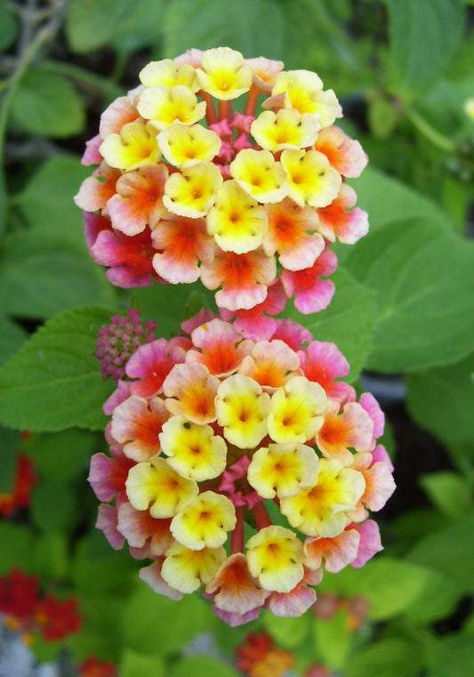 Lantana, Confetti