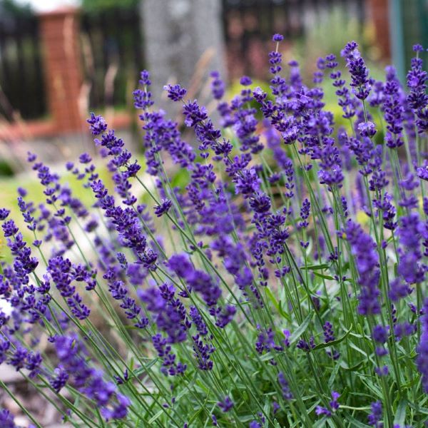 Lavender, 'Hidcote'