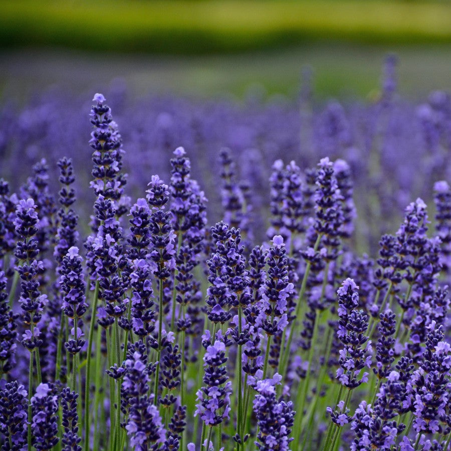 Lavender, Munstead