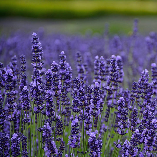 Lavender, Munstead