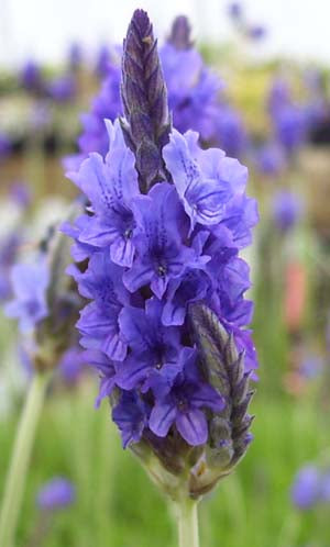 Lavender Pinnata