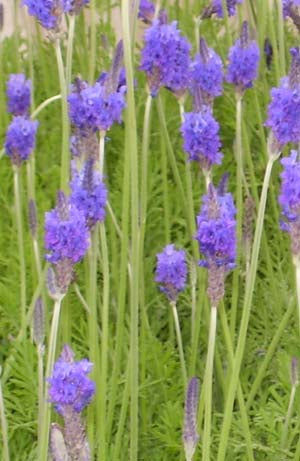 Lavender Pinnata