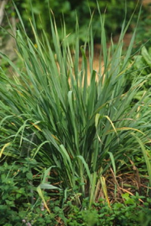 Lemon Grass