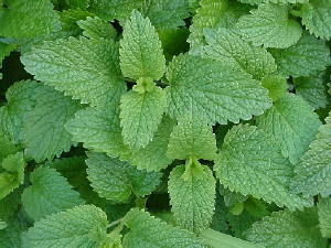 Lemon Balm