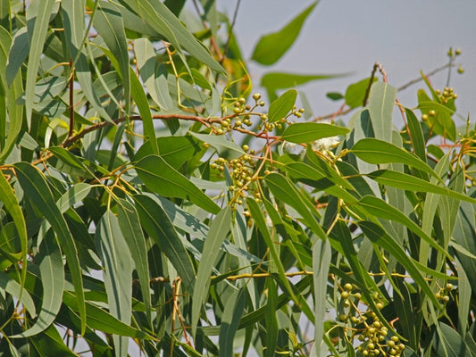 Eucalyptus, Lemon