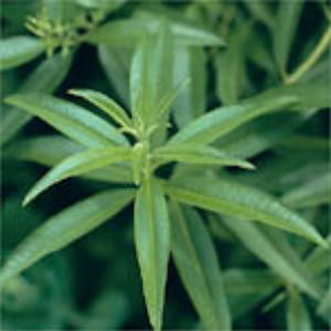 Lemon Verbena