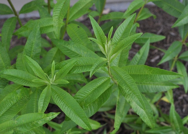 Lemon Verbena