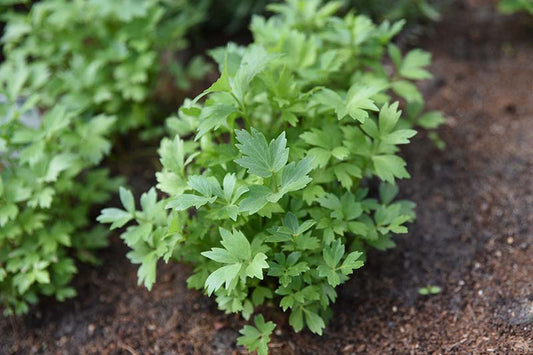 Lovage Rabbit Safe Products – Page 8 – Fragrant Fields