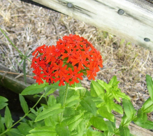 Maltese Cross