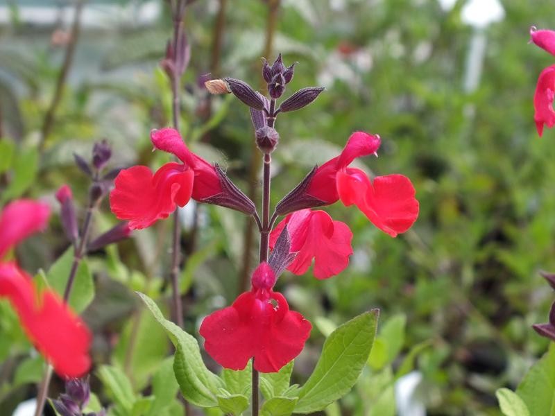 Maraschino Cherry Salvia