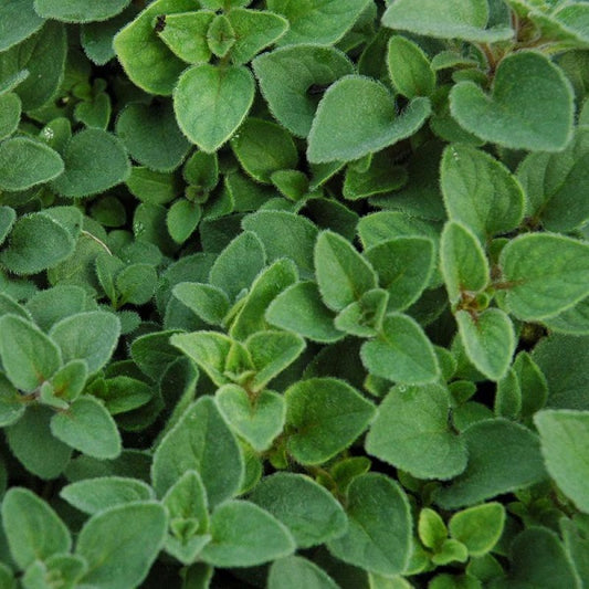 Marjoram, Sweet