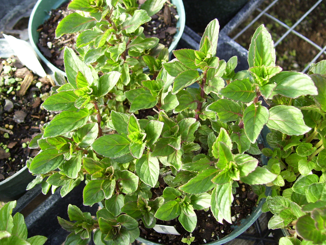 Mints – Fragrant Fields