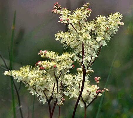 Meadowsweet (Dropwort)