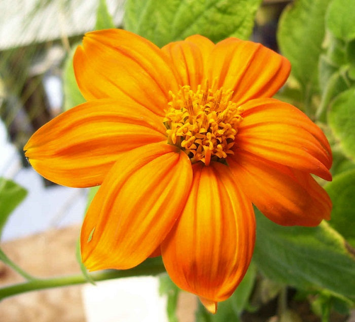 Mexican Sunflower