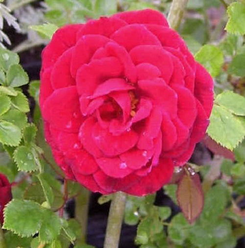 Mini Rose Bush - Red