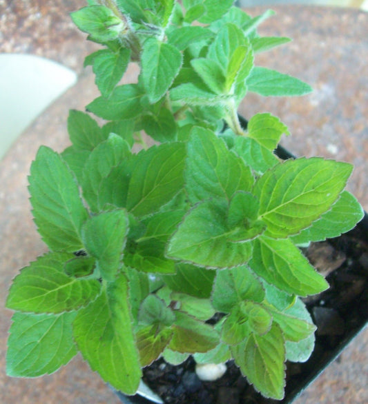 Mint, Candied Fruit