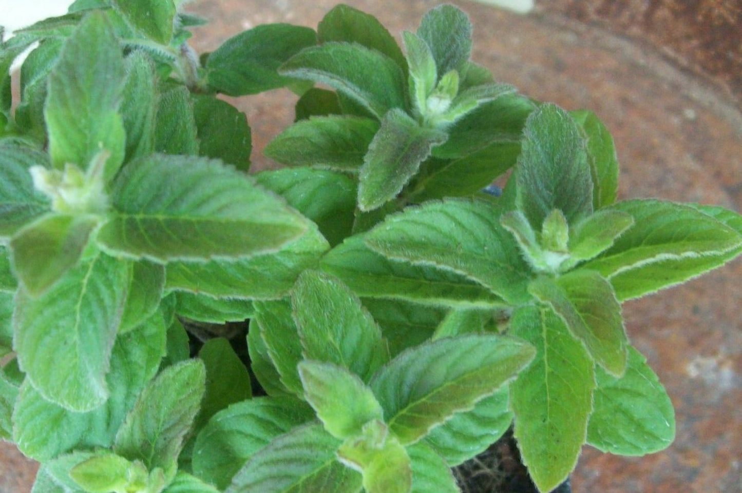 Mint, Clarissa's Millennium Mint