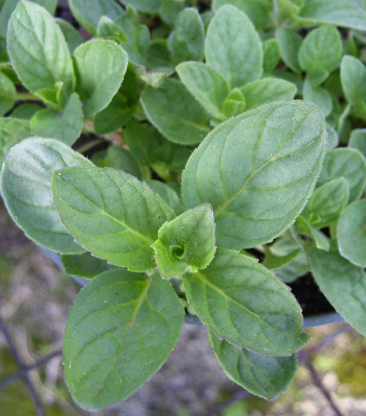 Mint, Fruit