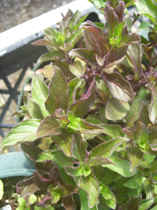 Mint, Fruit Sorbet