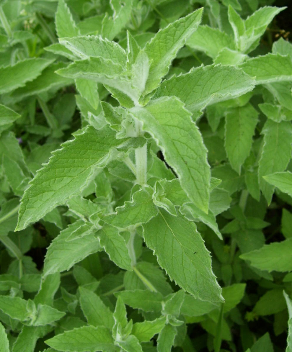 Mint, Fuzzy Spearmint