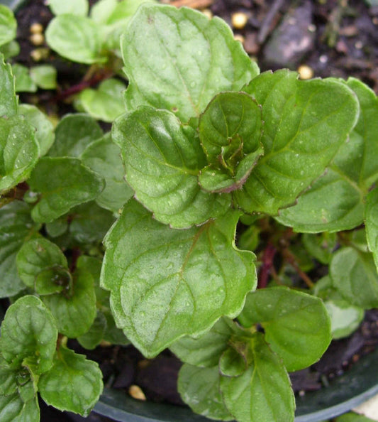 Mint, Julia's Sweet Citrus