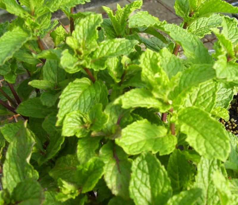 Mint, Mohito