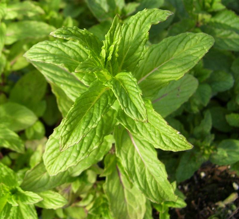 Mint, Oregano Thyme