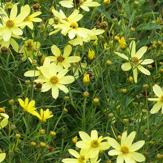 Coreopsis Moonbeam