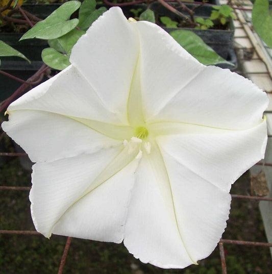 Moonflower