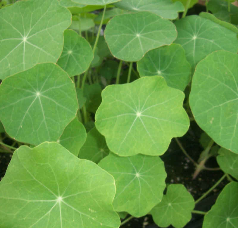 Nasturtium