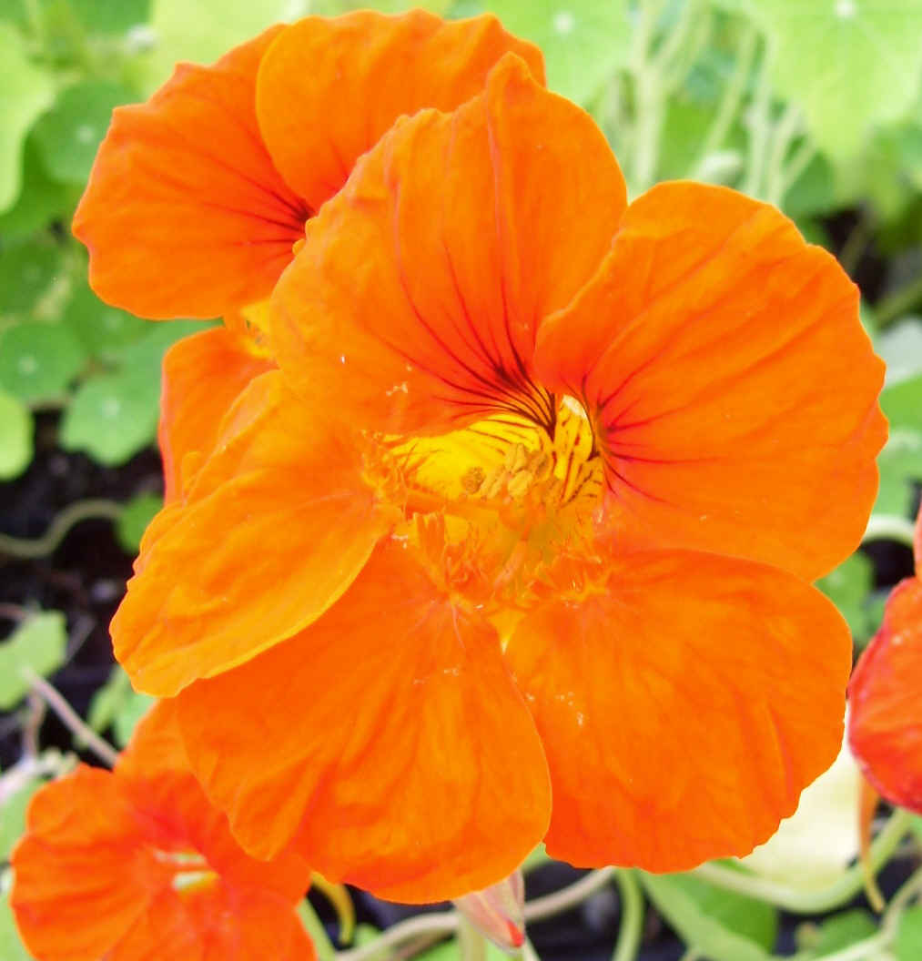 Nasturtium