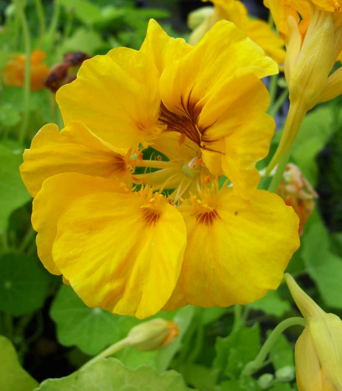 Nasturtium