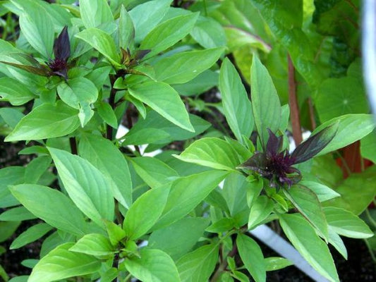 Basil, Thai