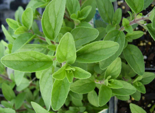 Oregano, Italian