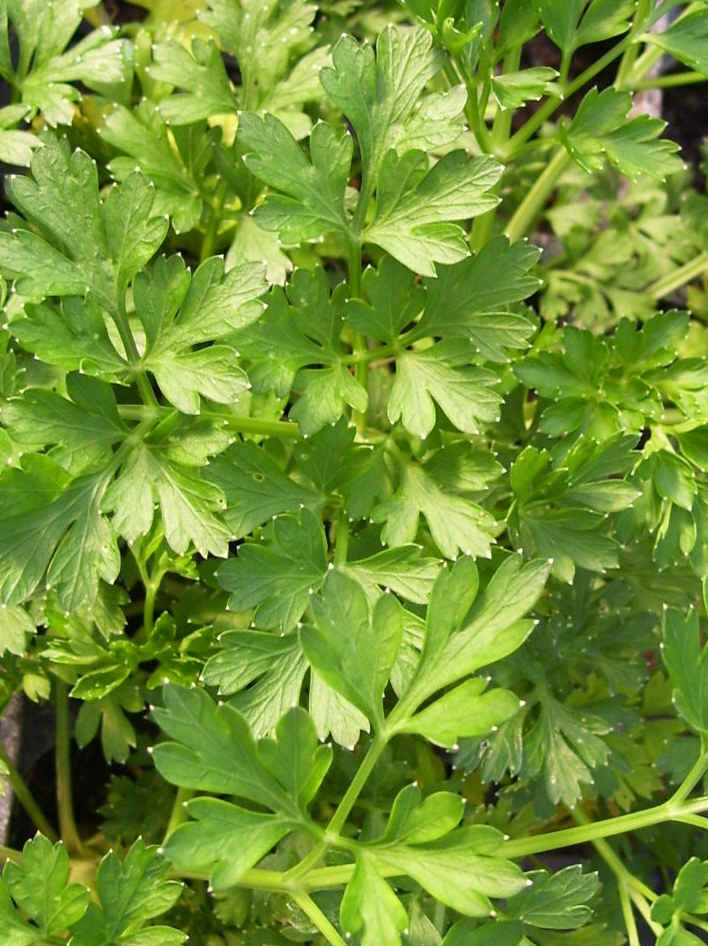 Parsley, Italian