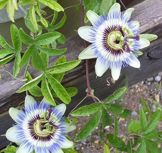 Blue Passion Flower Vine