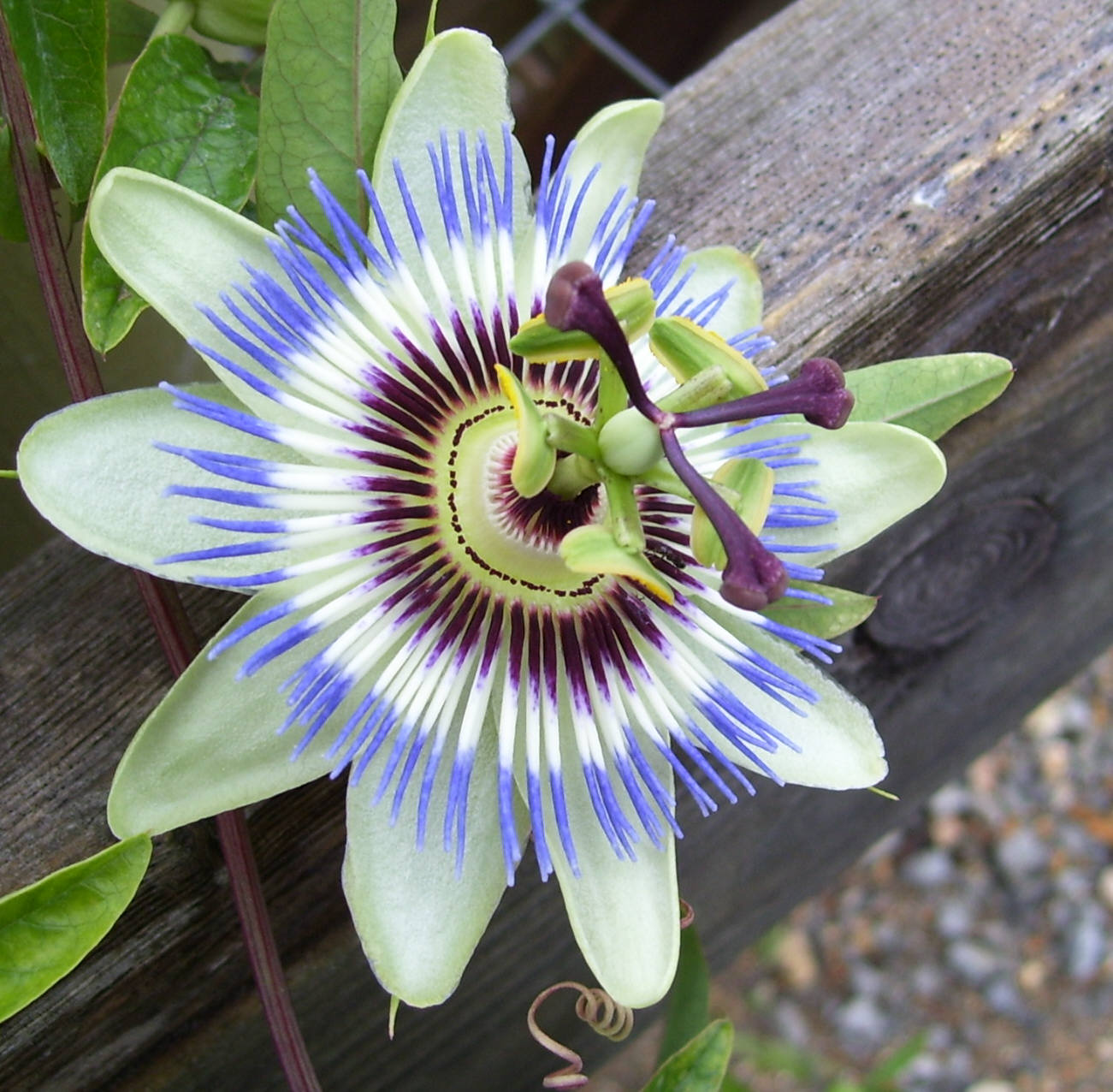 Blue Passion Flower Vine