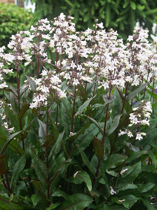 Beardtongue Penstemon 'Husker Red'